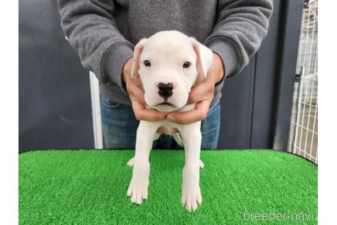 成約済の愛知県のその他の犬種-160915の1枚目